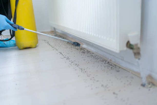 Wasp Removal Services in Wyandanch, NY